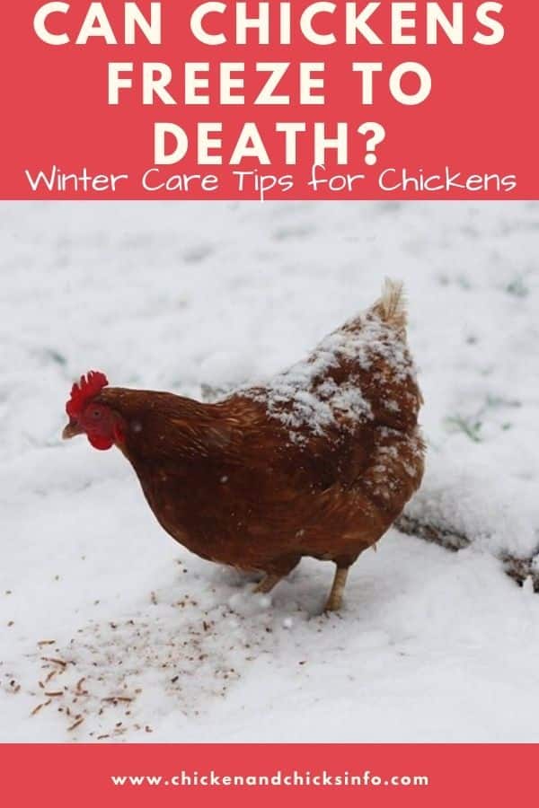 Can Chickens Freeze to Death? (+ Winter Care Tips) - Chicken & Chicks Info