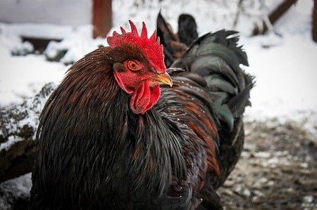 Can Chickens Sleep Outside in the Cold