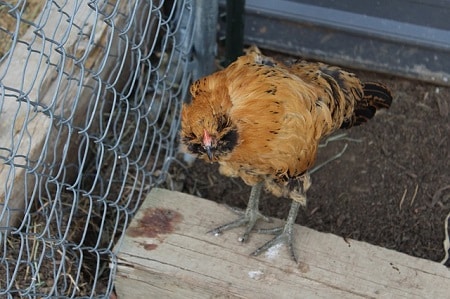 Can Lice Kill Chickens