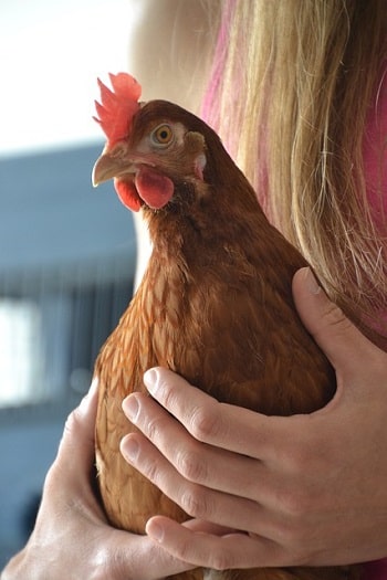 Can You Train Chickens Not to Poop When You're Handling Them