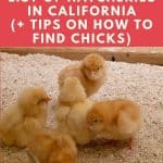 Chicken Hatchery California