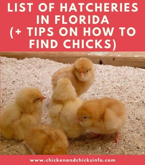 Chicken Hatchery Florida List of Places to Buy Chickens Chicken
