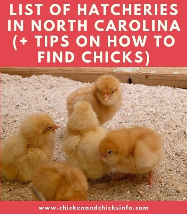 Chicken Hatchery North Carolina