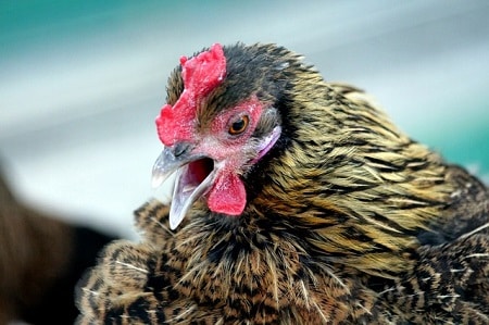 Chicken breathing with mouth open because too hot