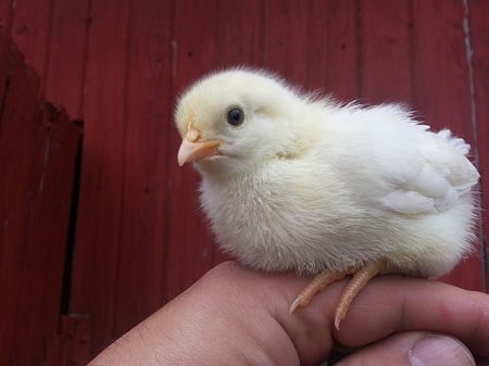 Cute Baby Chicken Names