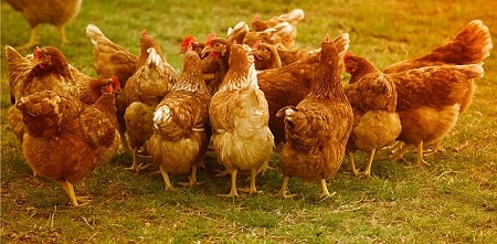 Do Chickens Poop Everywhere