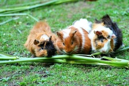 Do Guinea Pigs Have Different Dietary Requirements to Chickens