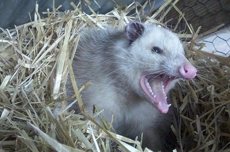 Do Opossums Kill Chickens