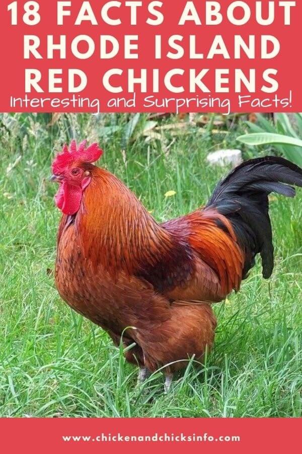 Facts About Rhode Island Red Chickens