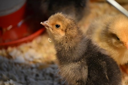Getting started hatching baby marans