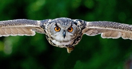 How Dangerous Are Owls to Chickens