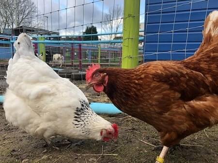 How Do You Get Rid of Red Mites on Chickens