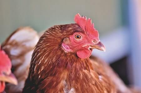 How Many Eggs Do Rhode Island Red Chickens Lay a Day