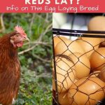 How Many Eggs Do Rhode Island Reds Lay
