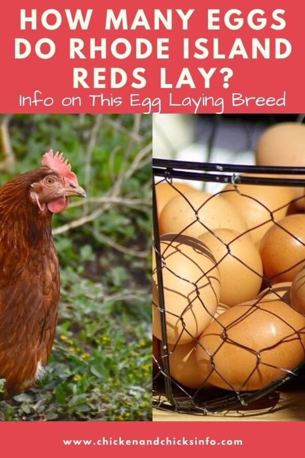 How Many Eggs Do Rhode Island Reds Lay