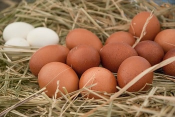 How Many Eggs Does a Chicken Lay Before Going Broody