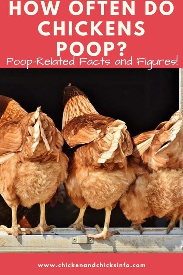 How Often Do Chickens Poop