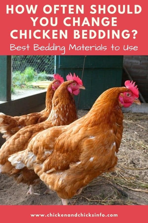 How Often to Change Chicken Bedding