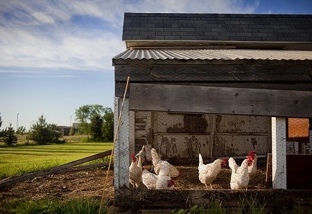 How to Keep Owls and Other Birds of Prey Away From Chickens