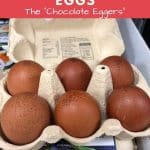 Marans and Their Dark Brown Chestnut Eggs