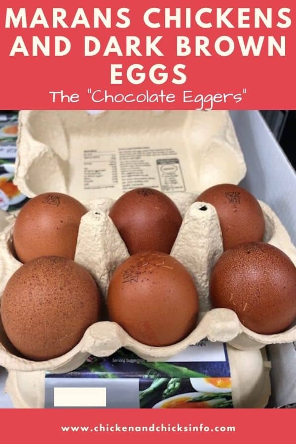 Marans and Their Dark Brown Chestnut Eggs