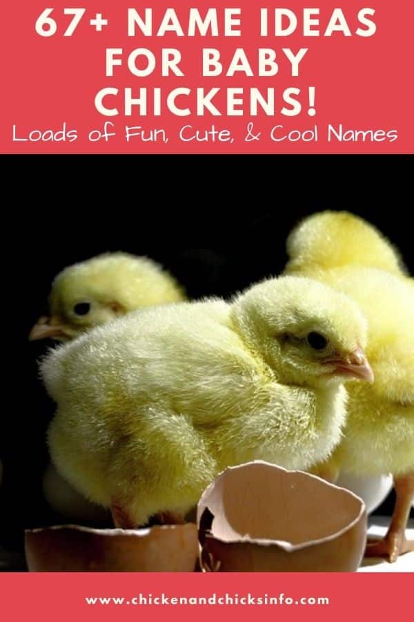 Names for a Baby Chicken