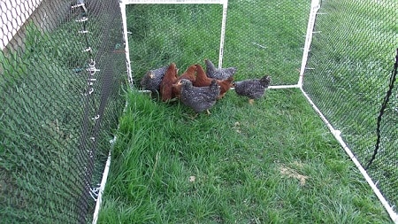 Reasons Why You Should Cover Your Chicken Run