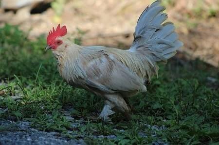 Tipos de pollos Bantam