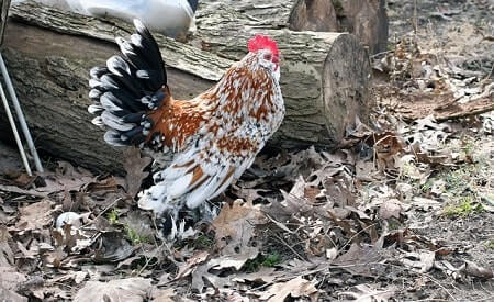 What Are Banty or Bantam Roosters Like