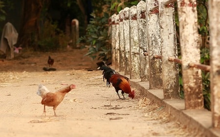 What Are Kauai Chickens