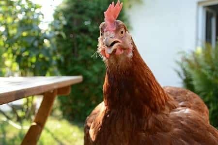 Cómo Son los Rojos de Rhode Island en Mascotas