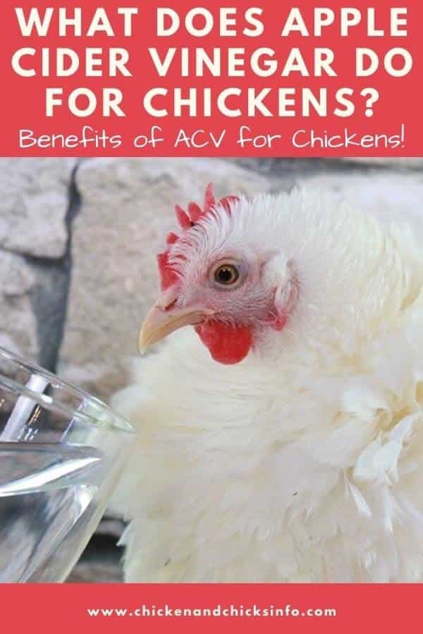 What Does Apple Cider Vinegar Do for Chickens? Chicken & Chicks Info