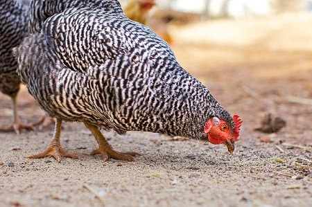 What Insects and Bugs Are Fine for Chickens
