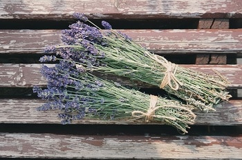 What Is Lavender for Chickens