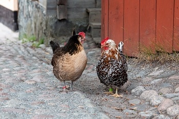 What Is a Broody Hen - What Does It Mean