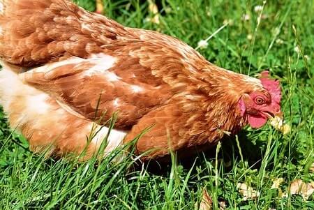 What Other Foods Are Harmful or Toxic to Chickens