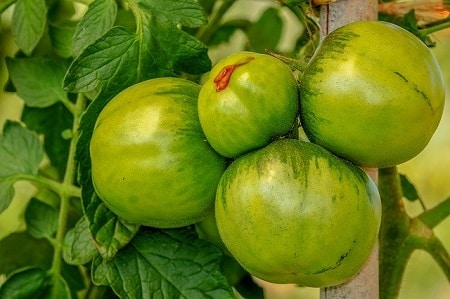 What Should Chickens Not Eat Green Tomatoes