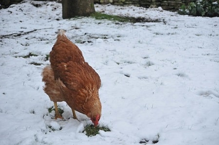 Can Chickens Freeze to Death? (+ Winter Care Tips) - Chicken & Chicks Info