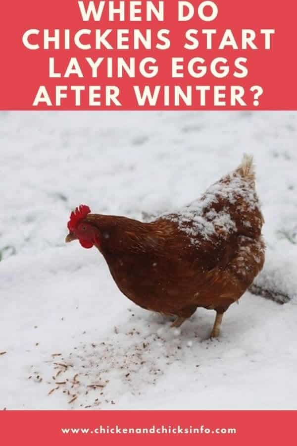 When Do Chickens Start Laying Eggs After Winter Chicken And Chicks Info 