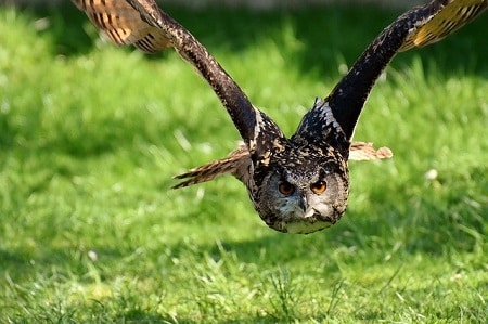 Why Do Owls Eat Chicken Heads