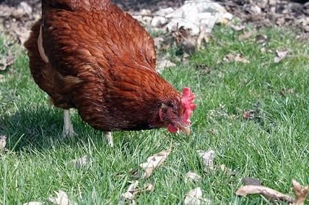 Why should you keep rhode island red chickens