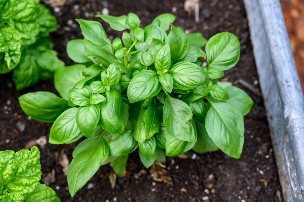 Organic basil growing in a pot.