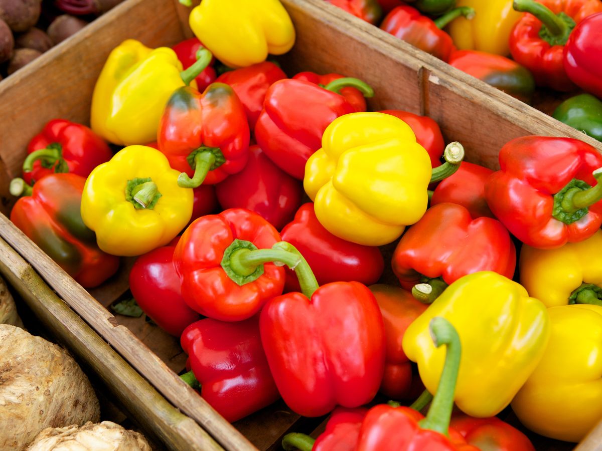 A crate full of fresh organic bell peppers.