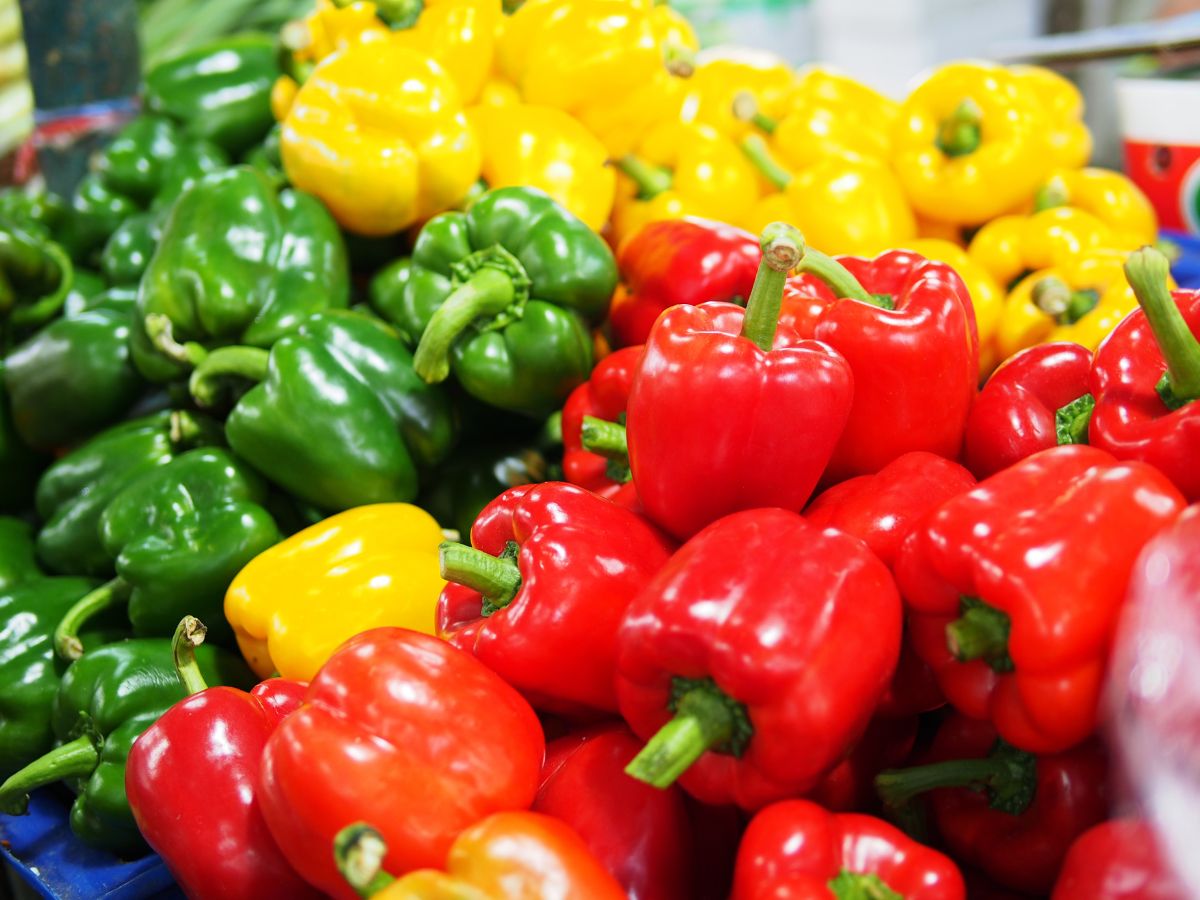 Bunch of fresh organic bell peppers with different colors.