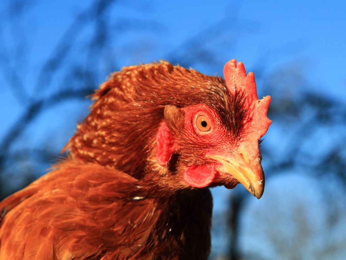 Brown chicken head close-up.
