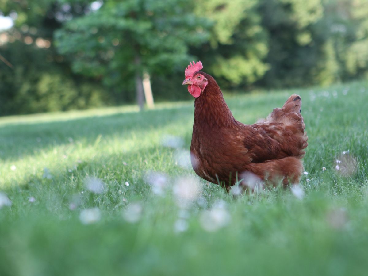 Brown chicken on a green meadow.