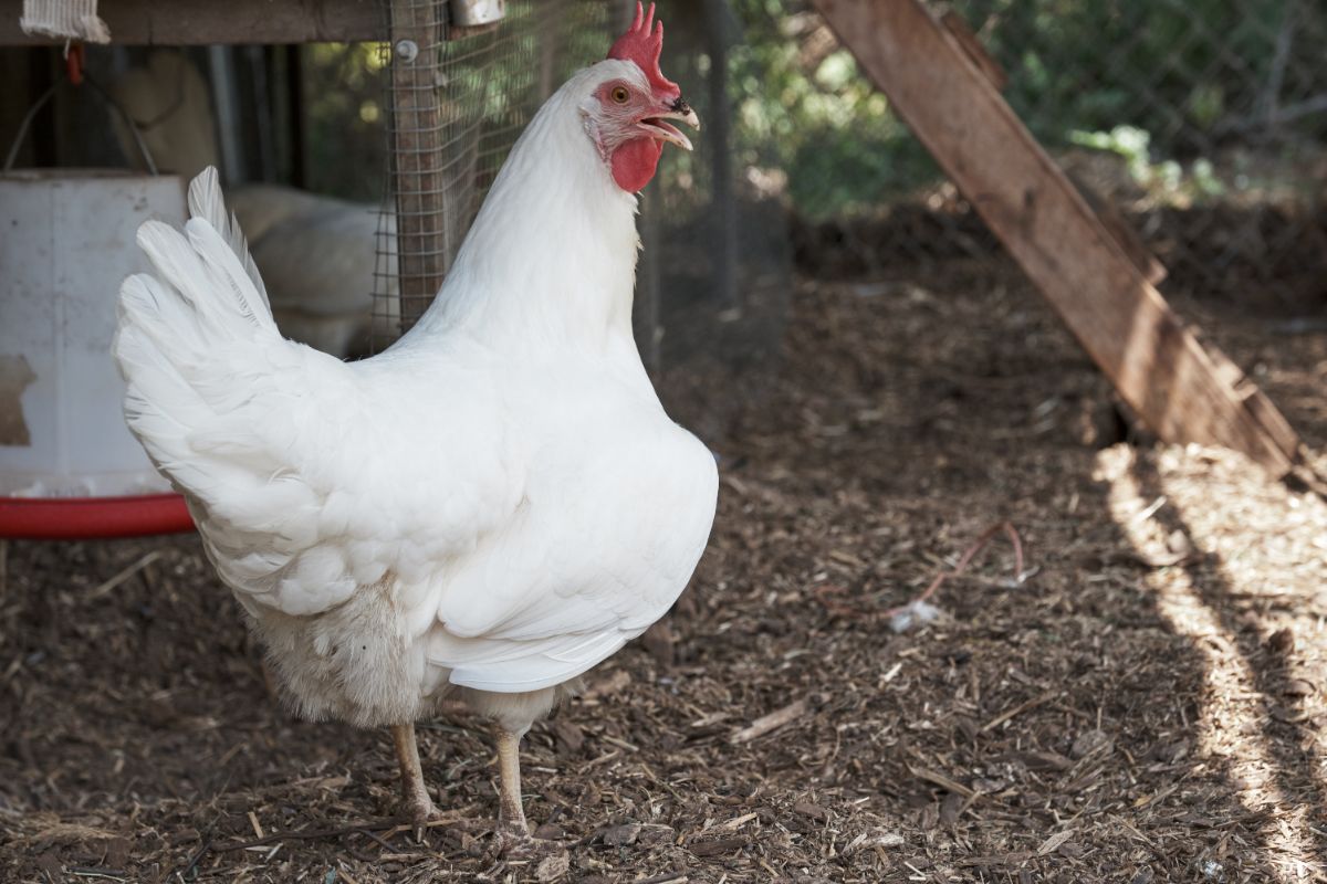 California white chicken standing under a shade of a coop.