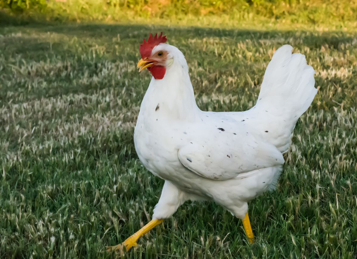 California white chicken walking on pasture.