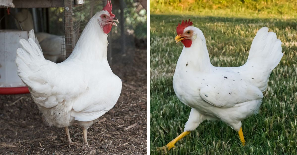 California White Chicken: Size, Egg Laying, Facts... - Chicken & Chicks Info