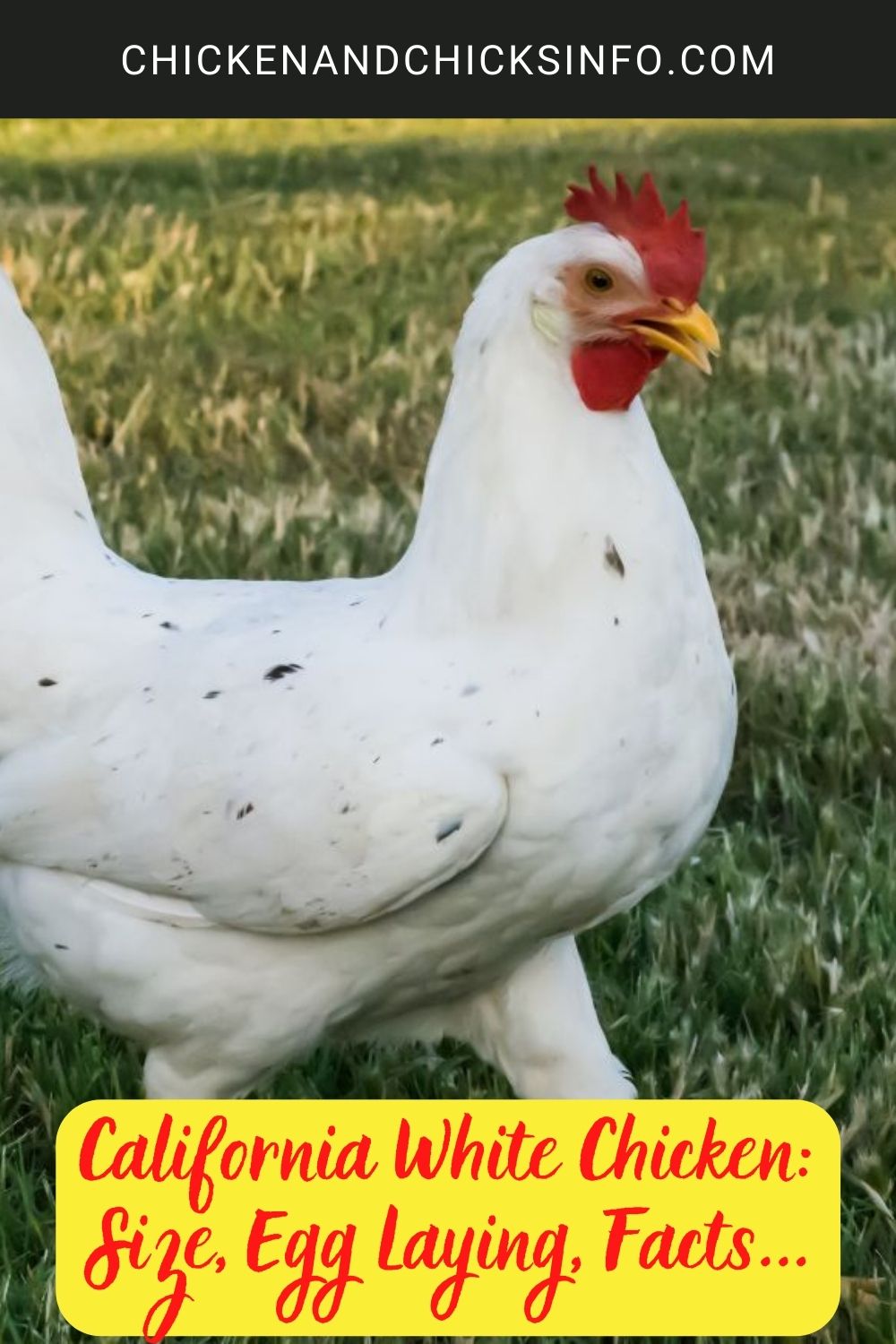 California White Chicken: Size, Egg Laying, Facts... poster.
